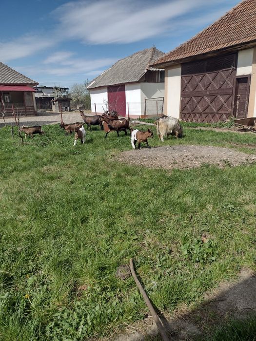 Vand o ieduta și trei iezi