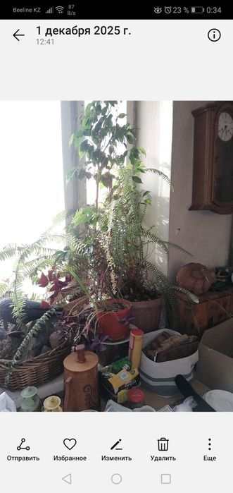 Комнатные цветы продам