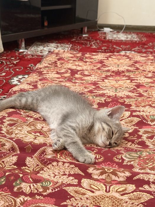 Британский котёнок мальчик 2,5 месяц