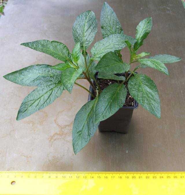 Разсад ПЕПИНО (пъпешово дърво)