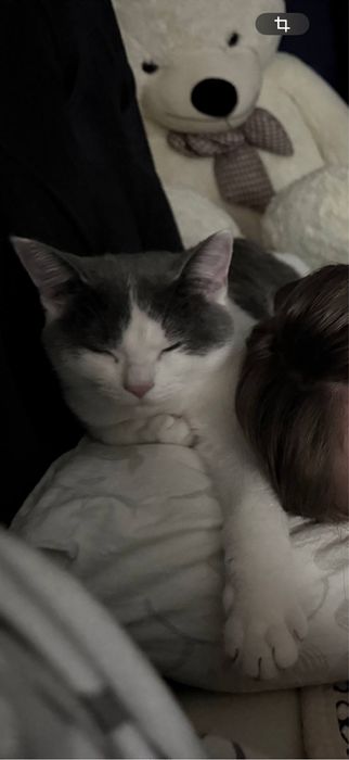 отдам котенка в добрые руки