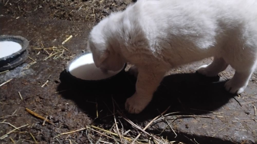 Cățel frumos și sănătos