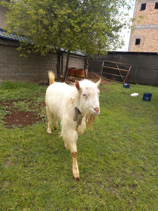 Теке  сатылады. Заанен