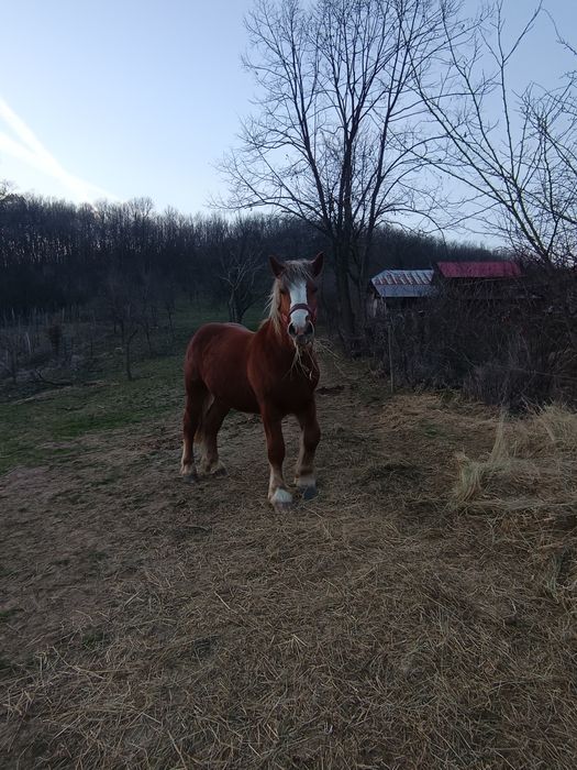 Armăsar 1 an și 7 luni