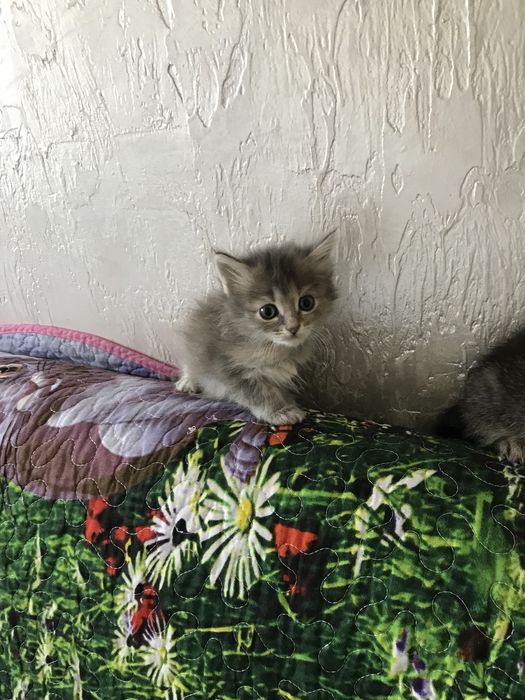 Отдам котят в добрые руки.