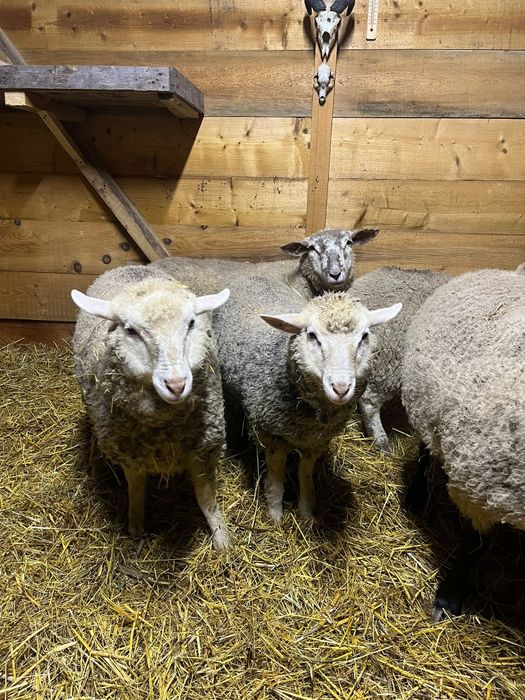 Oi metis Texel/ oi 2025/ oi Texel