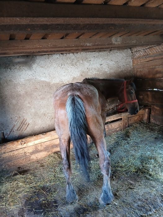 Vând cal de 9 ani