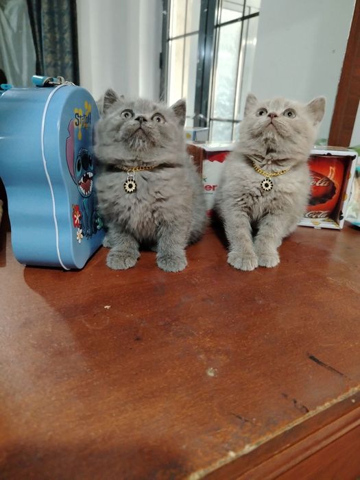 Mushukchalar sotiladi