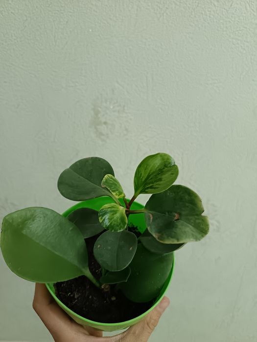 Хона гуллари ( обмен)