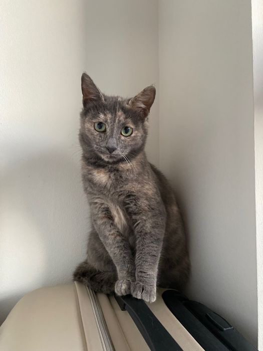 Котенце момиче, 4,5 месеца