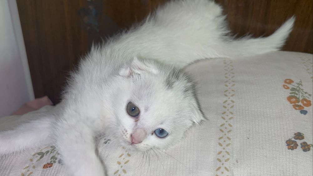 Продается котенок