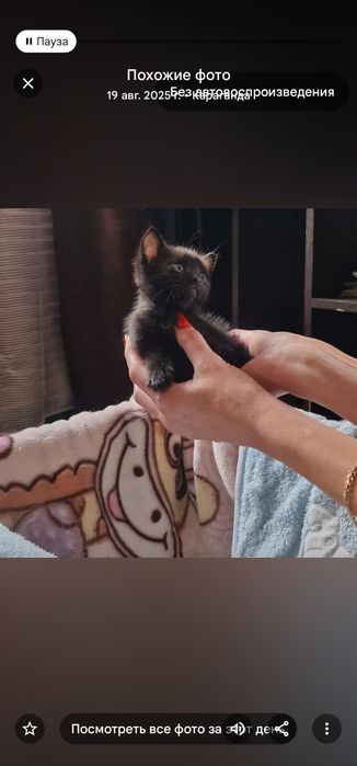 Отдадим котенка бесплатно