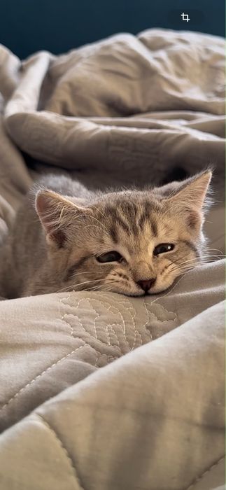 Котенок Скоттиш Страйт