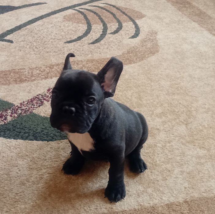 Продам французского бульдога