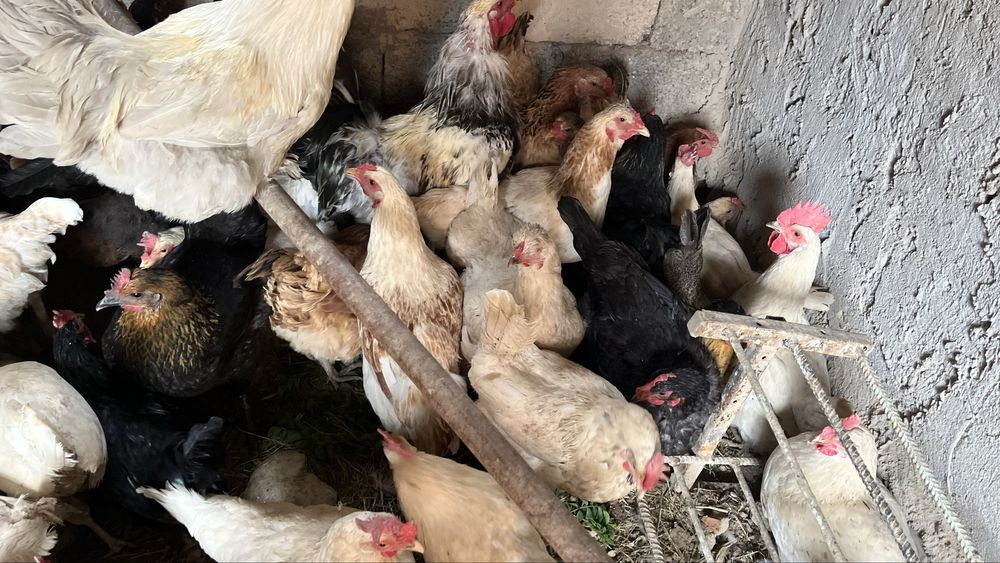 Куры тауык несушки