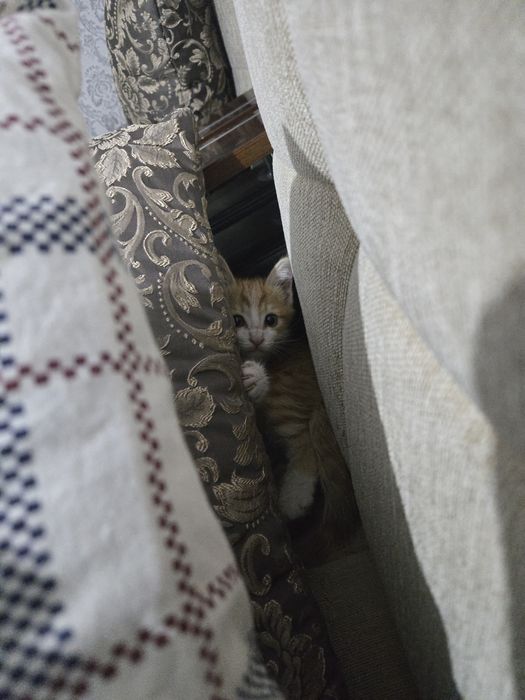 Мои сладкие котятки