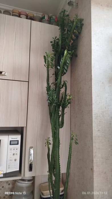 Домашние,комнатные цветы