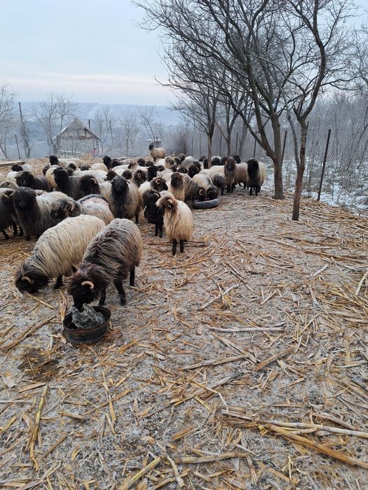 Vand 65 oi fatatoare si 30 miele