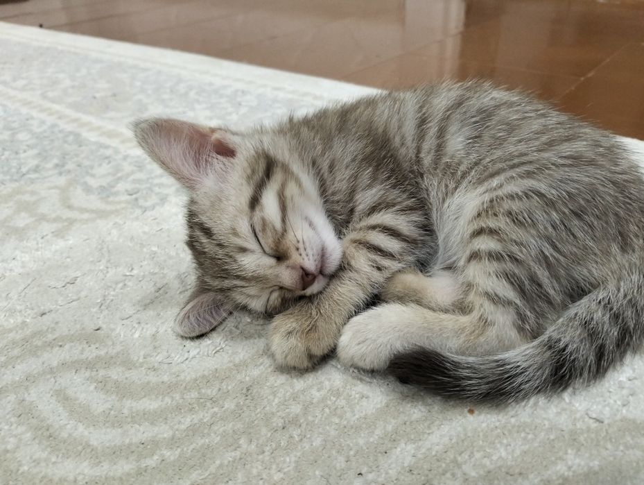 Отдадим котенка в добрые руки