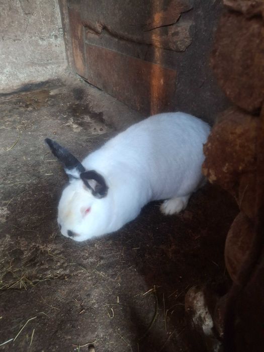 Vând iepuri albi fluture german