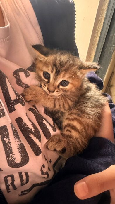 Отдам котят Конаев