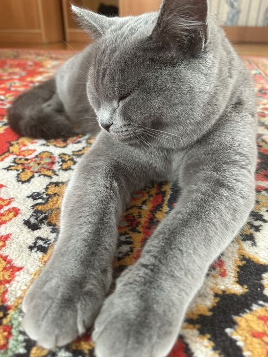 Кот Британец в добрые руки