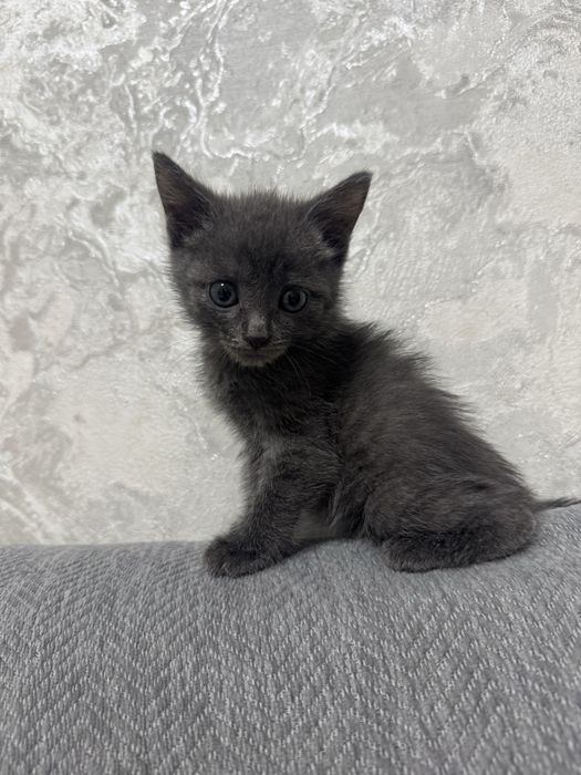 Отдам котенку в добрые руки