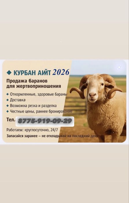 Курбан Айт. Барашек