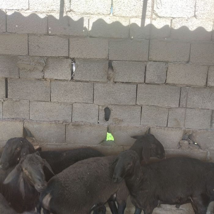 Семіз қошқар сатылады