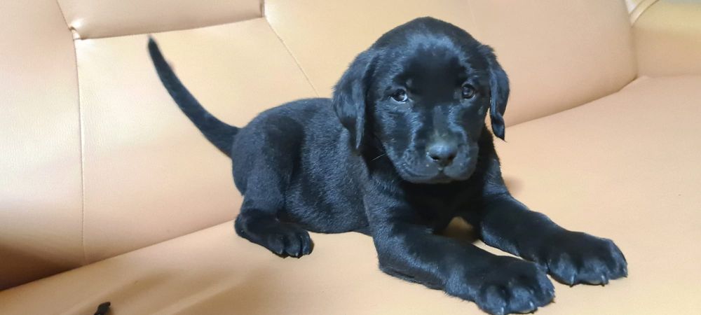 Labrador Retriever – femelă neagră, disponibilă