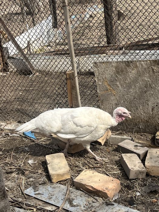 Продам самца и самку