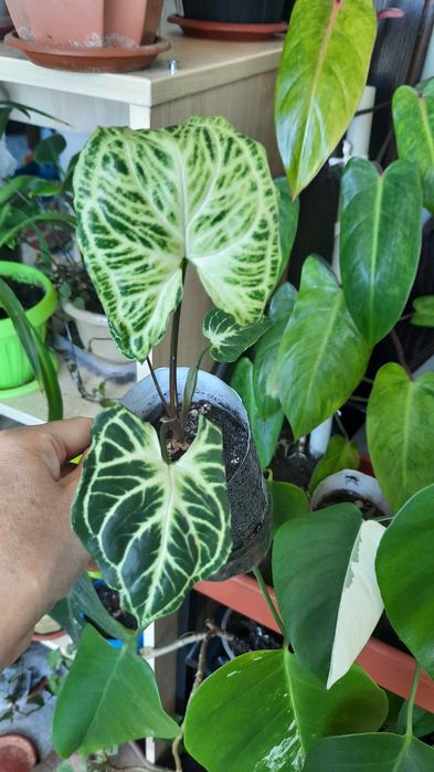 Сингониум разные