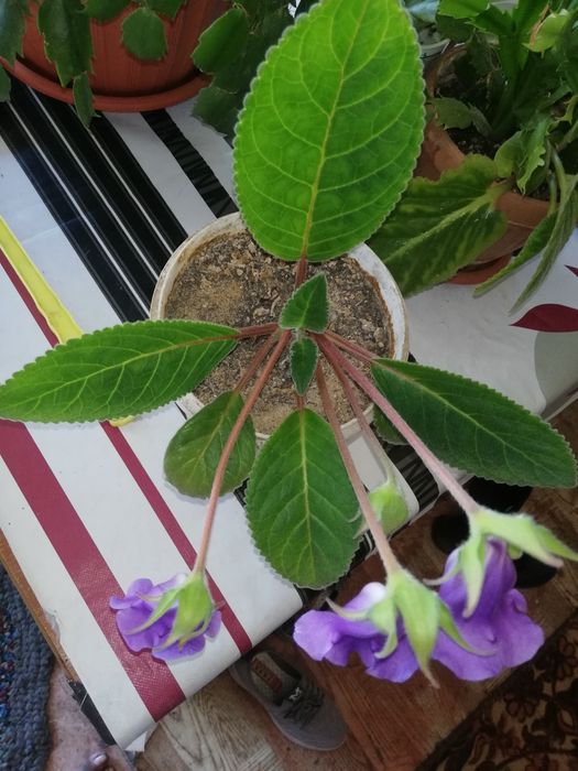 Продам цветы   .