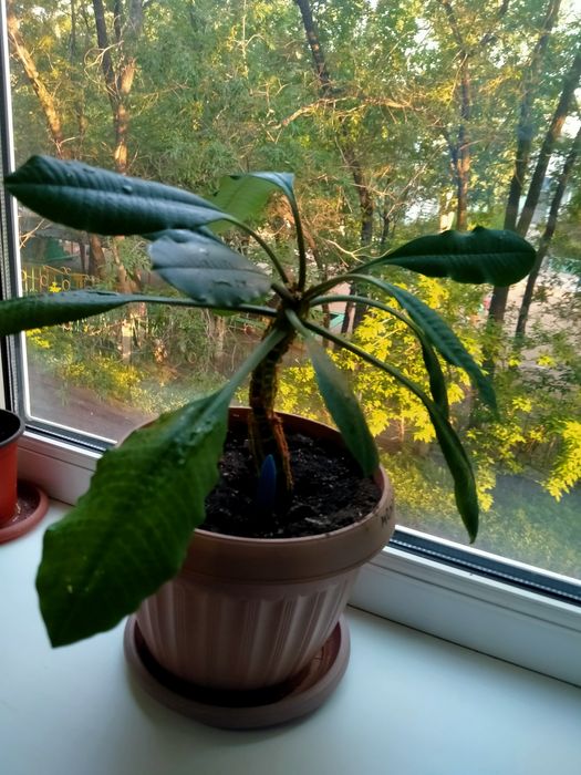 Комнатное растение "Молочай"