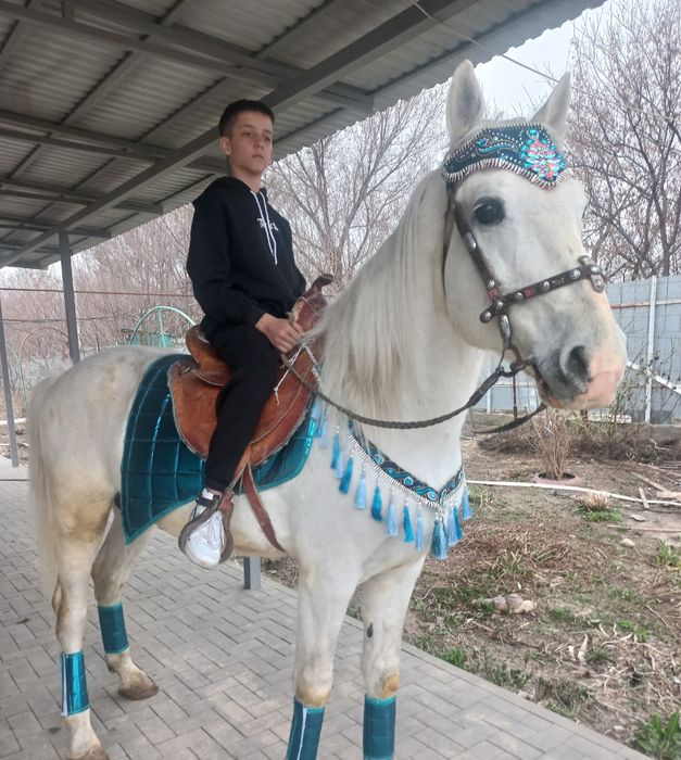 Кареты,Лошади,Пони Катание на лошадях.