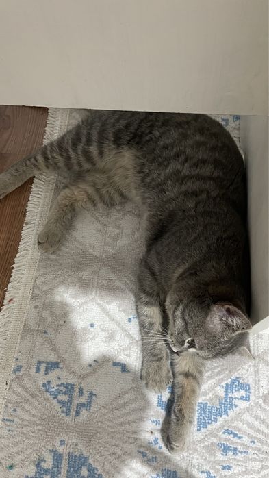 Отдам в добрые руки кота