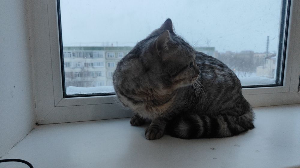 Отдам шотландская кошка