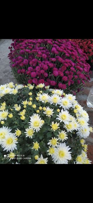 Хризантемы мультифлора