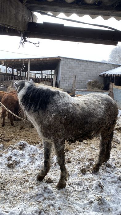 Жылқы Откорм