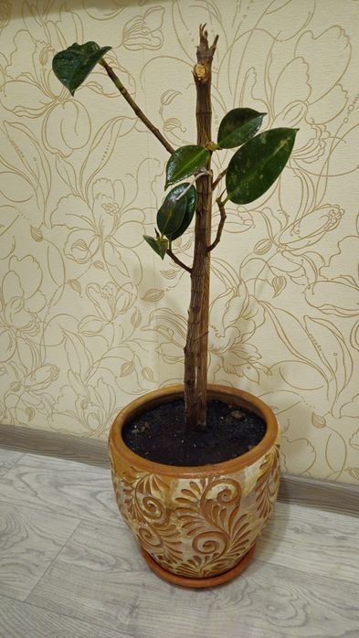 Недорого продам  комнатные цветы