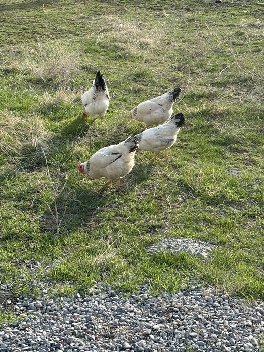 Адлер тауықтар сатылады