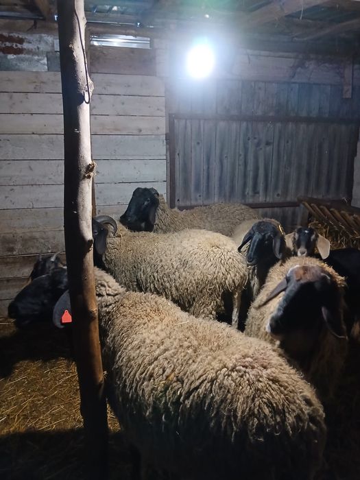 De vanzare oi cu mieluți