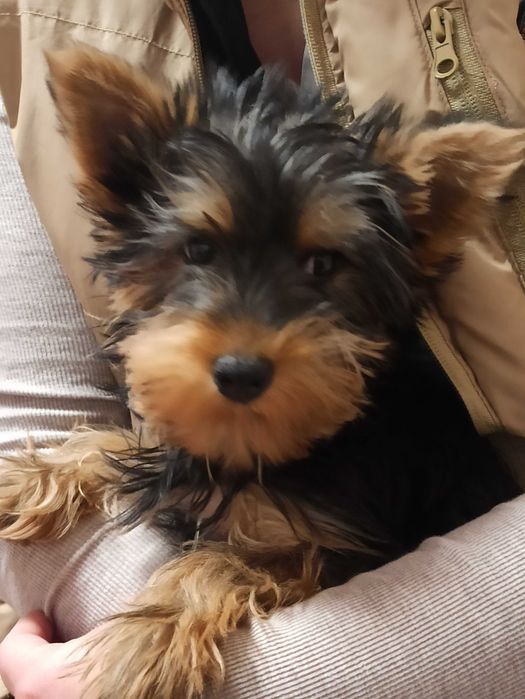 Fetita Yorkshire Terrier