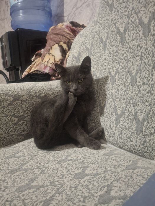 Кошка отдам даром