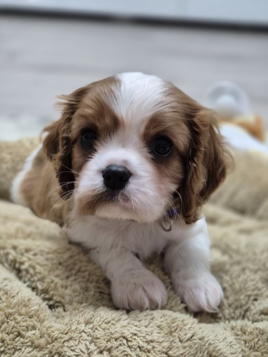 Cavalier king charles