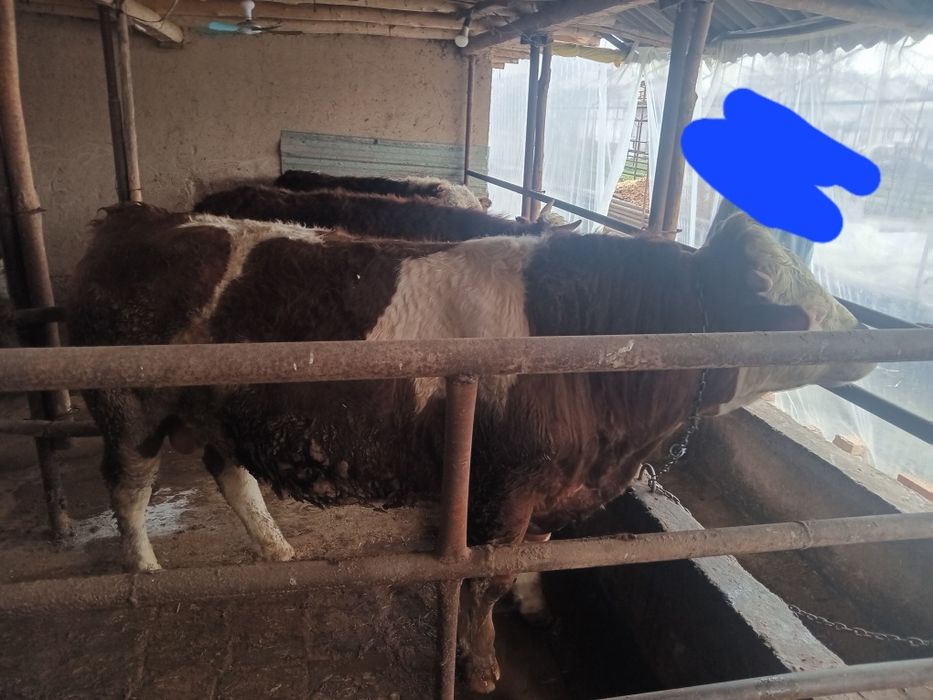 Boqma paroda buqalar smental va grendort narxini telefonda belgilanadi