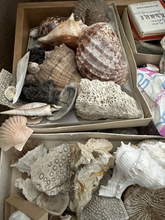 Рапани и миди