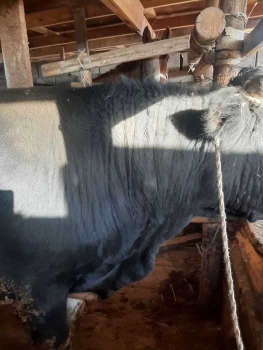 2.6жас бұқа сатылады.