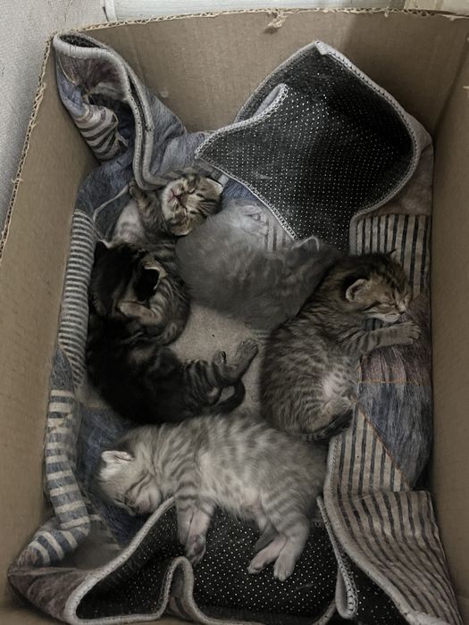 Котенки шотландские