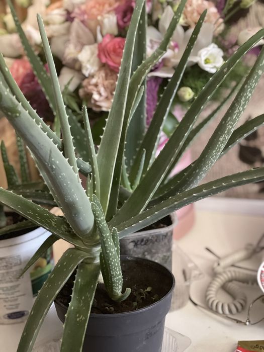 Алоэ вера продам